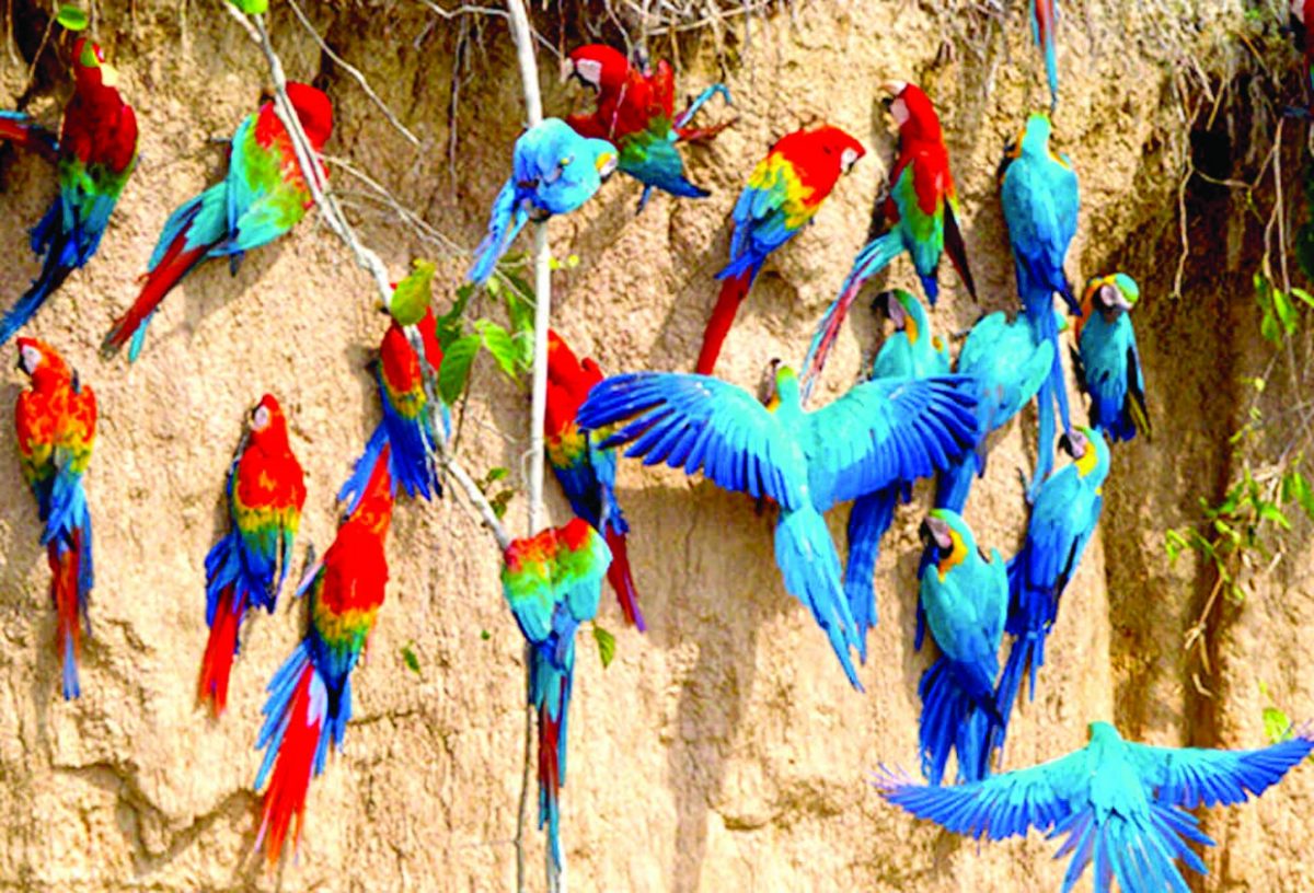 Perú líder en conservación de aves