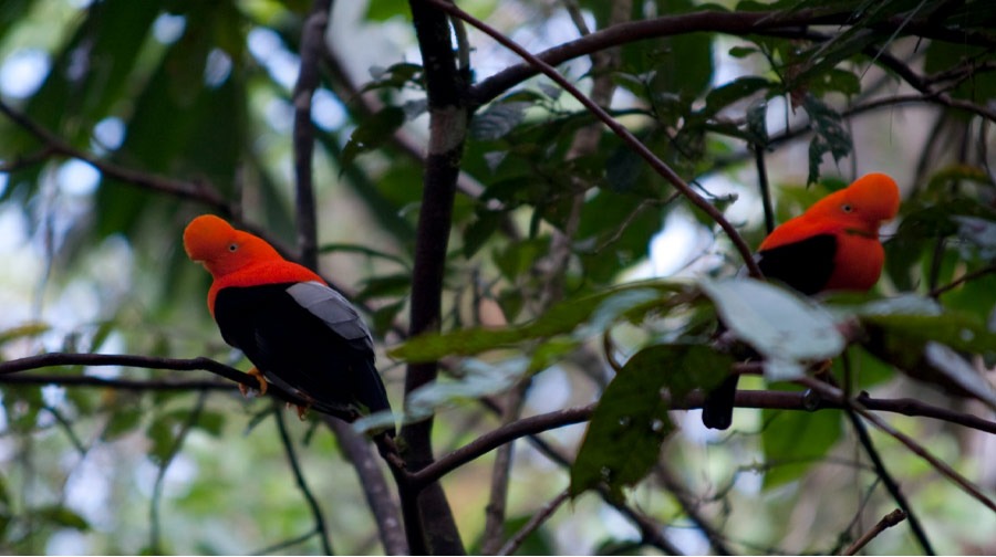 1879  especies de aves fueron registradas