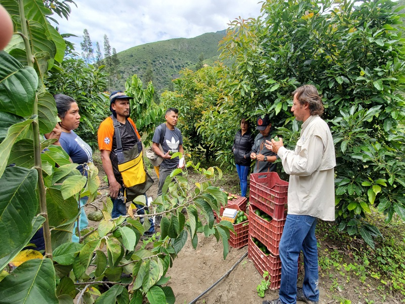 Agroexportación está en crisis, aumenta la pérdida de empleos