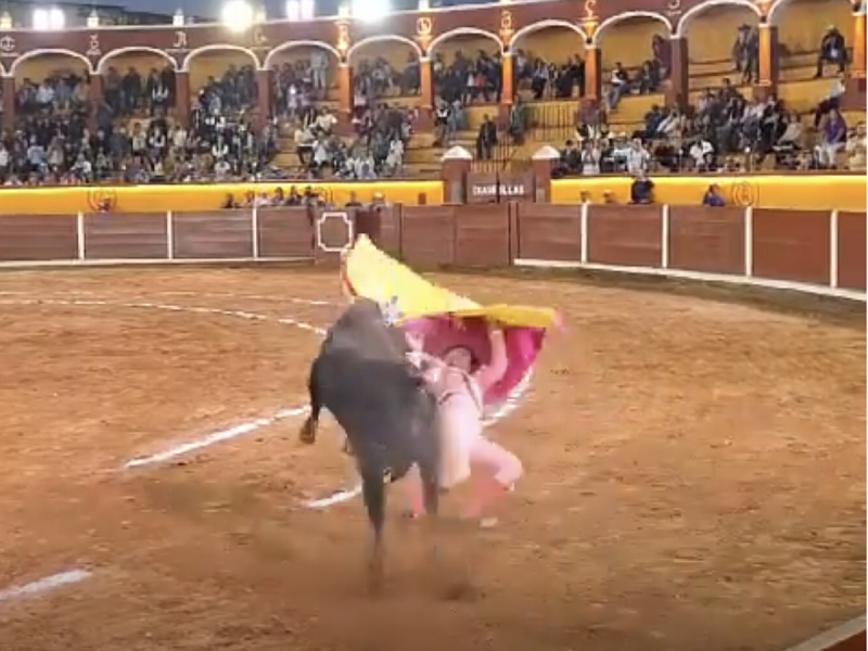 Un torero mexicano se debate entre la vida y la muerte tras cornada en el cuello