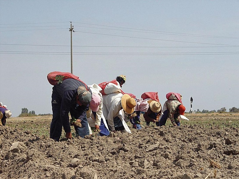 Nueva Ley agraria dará frutos para el mercado laboral