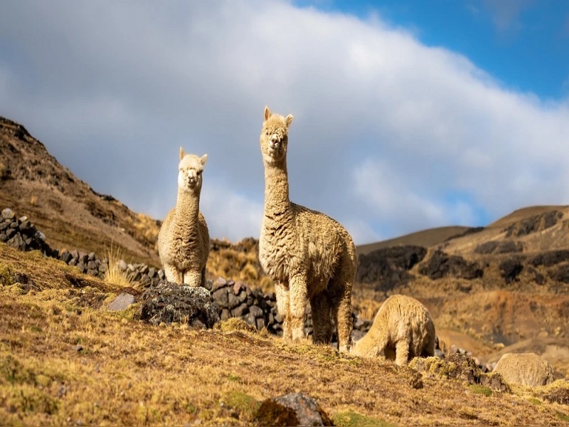 En el Día Nacional de la Alpaca, el Perú celebra una fibra que mueve millones: ¿Cómo impulsa la economía andina?