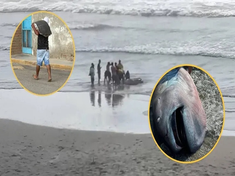 Hallan tiburón megaboca en playa de Piura: pese a ser una especie super rara y digna de estudio, pobladores lo filetearon